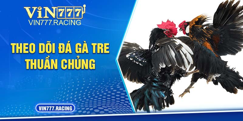 Các giống gà chọi gà tre